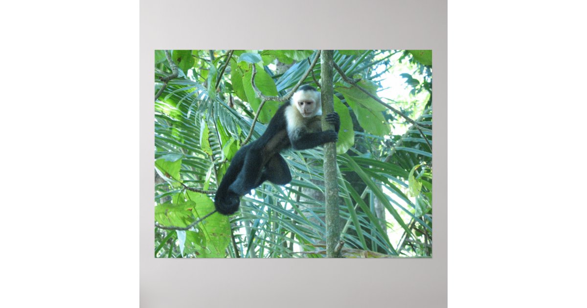 Capuccina Poster de macaco branco