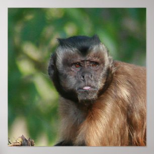 Pôster Macaco Capuchin, Cute Mas Cranky