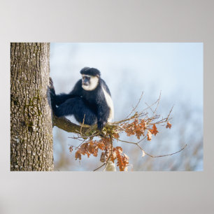 Poster Macaco Colobus na Canopia