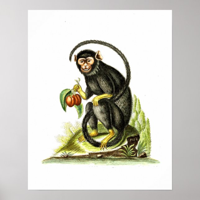 Poster Macaco Com Fruta (Frente)