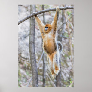 Poster Macaco com nariz nu do ouro balançando na ramifica