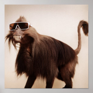 Poster macaco da luz do sol