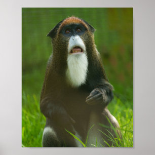 Poster Macaco de Brazza