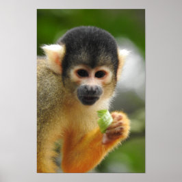 Poster Macaco de Esquilo