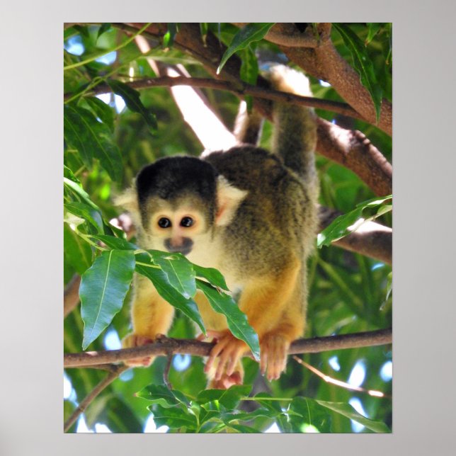 Poster Macaco de Esquilo (Frente)