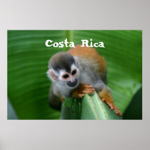 Pôster Macaco de esquilo Costa Rica
