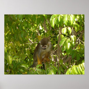 Poster Macaco de Esquilo de Bebê