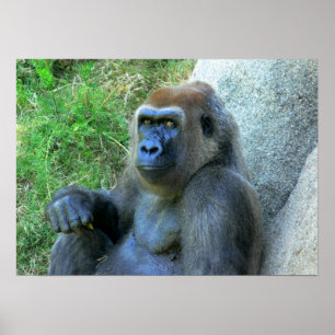 Pôster Macaco de sorriso
