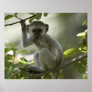 Pôster Macaco de Vervet, Zimbabwe