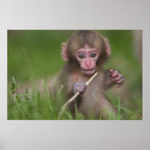 Pôster Macaco do bebê