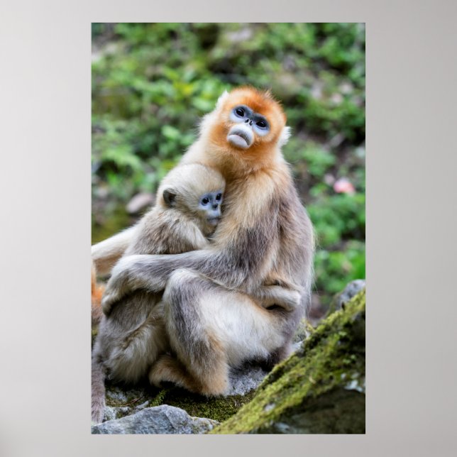 Poster Macaco-Dourado-de-Nariz-Arrebitado com Bebê (Frente)