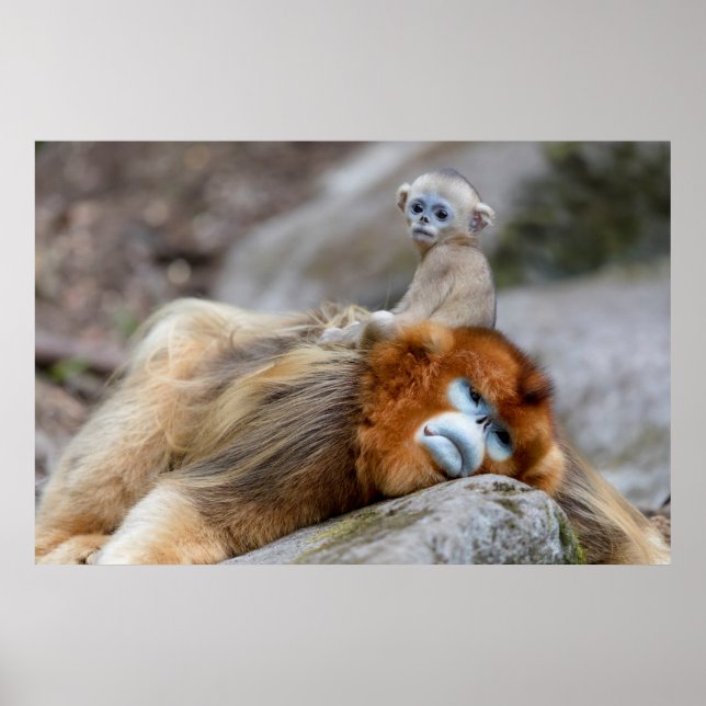 Poster Macaco Dourado de Nariz Arrebitado Pai com Bebê (Frente)