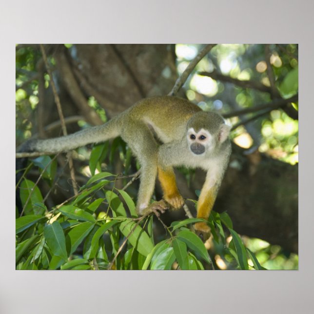 Poster Macaco-Esquilo-Comum (Saimiri sciureus), Rio (Frente)