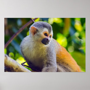 Poster Macaco esquilo em Manuel Antonio NP - Costa Rica