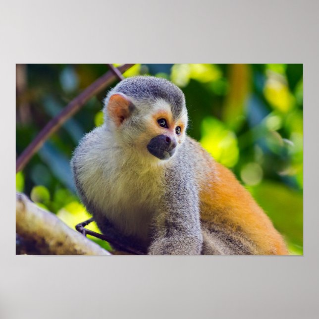 Poster Macaco esquilo em Manuel Antonio NP - Costa Rica (Frente)