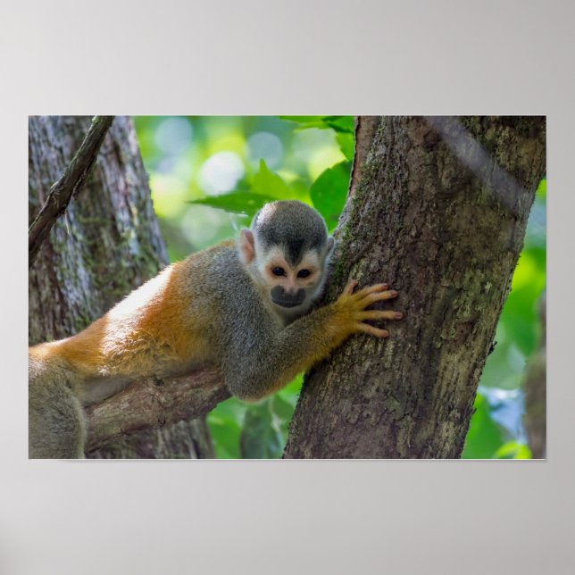 Poster Macaco esquilo em Manuel Antonio NP - Costa Rica (Frente)