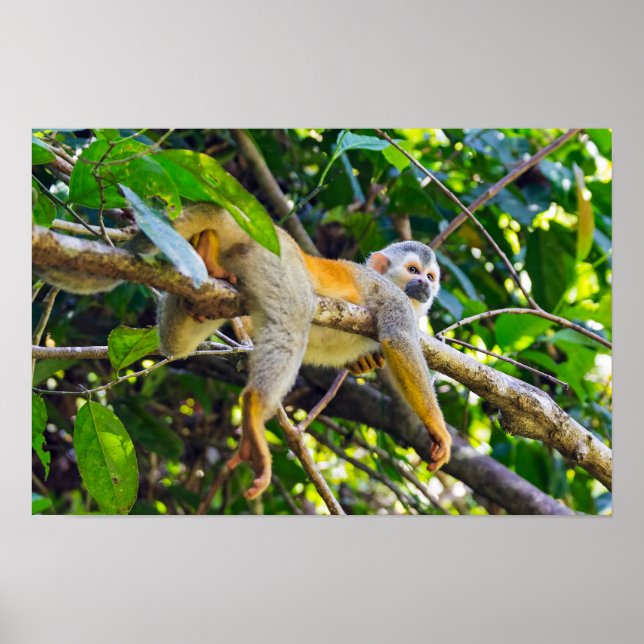 Poster Macaco-esquilo no Parque Nacional Manuel Antonio - (Frente)