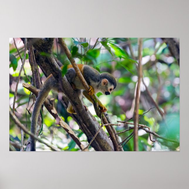 Poster Macaco-esquilo no Parque Nacional Manuel Antonio - (Frente)