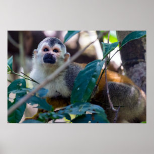 Poster Macaco-esquilo no Parque Nacional Manuel Antonio -