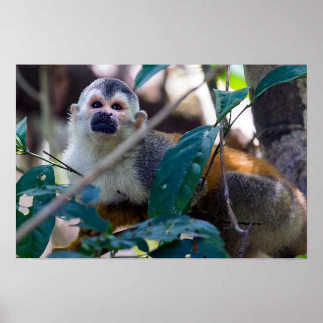 Poster Macaco-esquilo no Parque Nacional Manuel Antonio - (Frente)