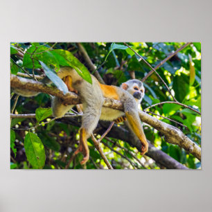 Poster Macaco esquilo num galho