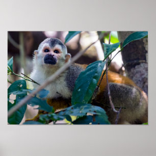 Poster Macaco esquilo num galho