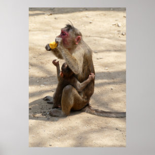 Poster Macaco - Eu quero algo também