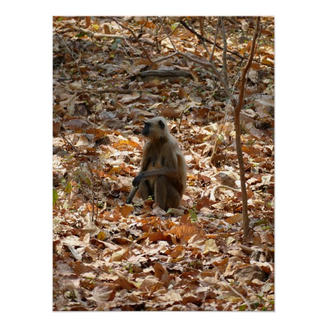 Pôster Macaco na estação seca (Frente)
