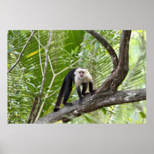 Poster Macaco na Selva