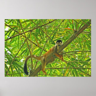Poster Macaco na selva de Bambu