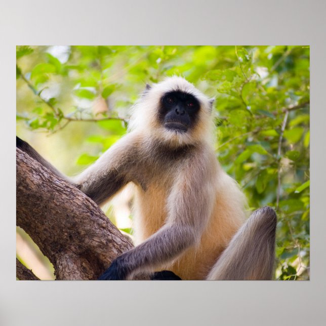 Poster Macaco na selva do Parque Nacional de Ranthambore (Frente)