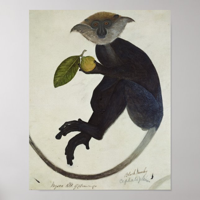 Pôster Macaco Negro (Frente)