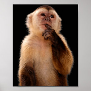Poster macaco pensativo engraçado meme sarcástico