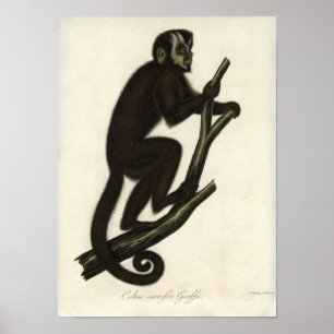 Pôster Macaco Vintage