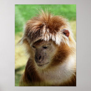 POSTER MACACOS