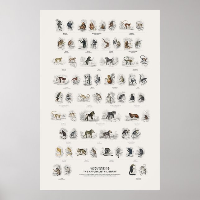 Poster Macacos - Biblioteca do Naturalista (Frente)