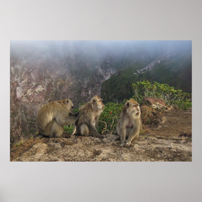 Poster Macacos na Mist (Frente)