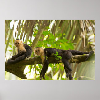 Pôster Macacos-prego de cara branca na Costa Rica