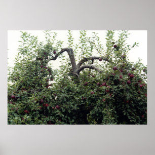 Pôster Maçãs De Árvores De Maçã Natural