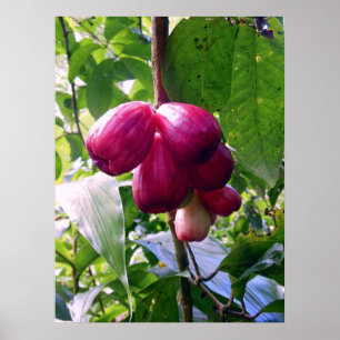 Pôster Maçãs De Montanha