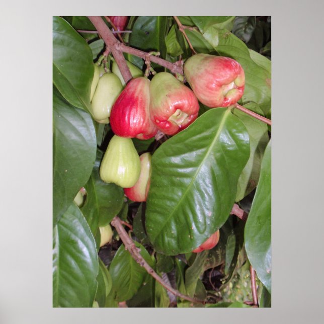 Poster Maçãs de Montanha II (Frente)