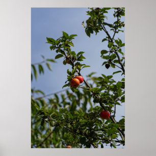 Poster maçãs vermelhas em pares em um galho