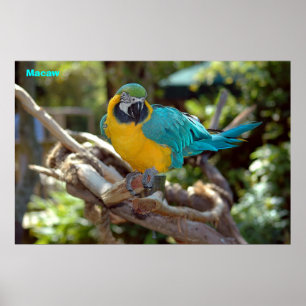 Poster Macaw