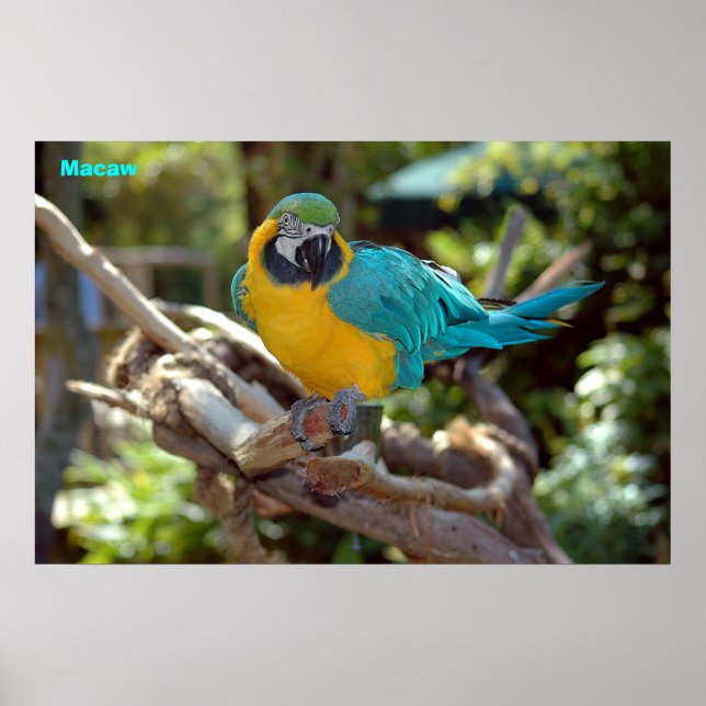 Poster Macaw (Frente)