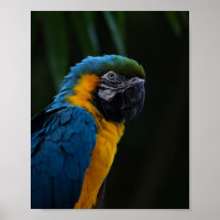Macaw Azul E Amarelo Fechar Retrato - Papagaio