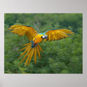 Pôster Macaw azul e Dourado
