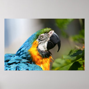 Poster Macaw Colorido Vibrante
