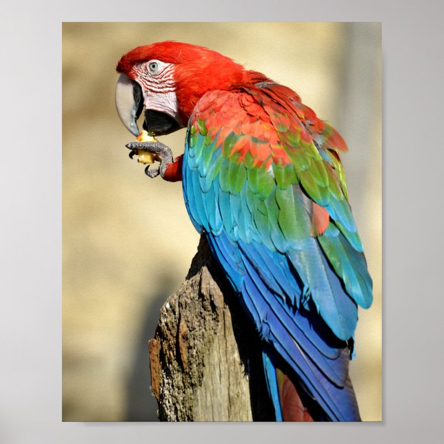 Poster Macaw de asa verde em perca (Frente)