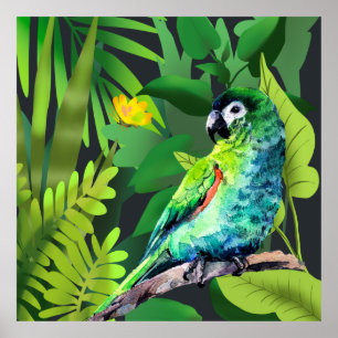 Poster Macaw de Hahn em uma selva