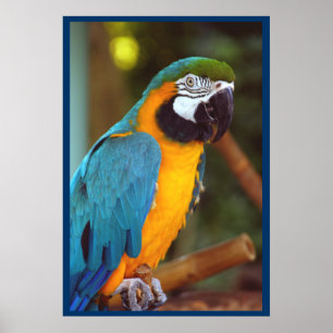 Pôster Macaw Dramático